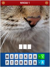 Hier is een sterk ingezoomde afbeelding van een kat te zien.